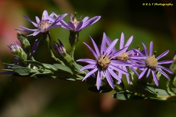 {Symphyotrichum concolor}